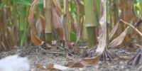 Danville corn maze soil travels to Alaska for research