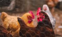 Poultry sector structure ‘key’ to resilience against avian flu says research