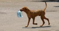 Crisis in Cuba also affects animals: shelters survive without water, electricity, or food
