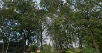 Investigation launched into tree felling for potential car park at former care home