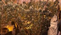 Waikato cannabis operation: Eight arrested after 14 grow houses found