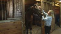 Contagious equine virus confirmed in New Brunswick