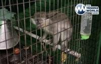 MONKEY BUSINESS: Israeli Police Find Protected Monkey Illegally Kept In Cage At Southern Home