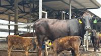 Wagyu: A lesson in survival in the Indonesian feedlot sector