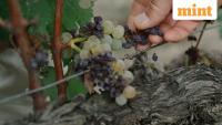 The summer that scorched French grapes, English gardens—and Europe’s economy