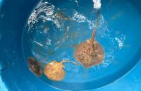 Scientists Document a Rare Golden Ray in Costa Rica’s Northern Pacific