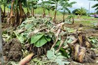 Heavy Rains Put Costa Rica’s Banana Farms Under Growing Pressure