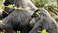 New ranking reveals the 10 best wildlife encounters worth travelling for