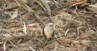 Graves County farmers assess storm damage as harvest begins