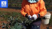 Dozens of safety breaches issued in blitz on agribusinesses