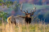 West Virginia elk are roaming farther as restored herd grows