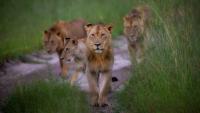 Safari travellers are increasingly booking Africa’s Green Season