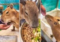 “The Breakfast Club”: A Trio of Capybaras Join The Bahamas’ Premier Private Island
