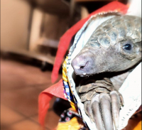 Live pangolin found in bag as Botswana national arrested at Limpopo border