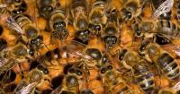 Irish honey, Chinese bees: Labelling law change makes clear true origins of Irish brands