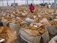 TBZ Confident of Meeting 2026 Tobacco Target