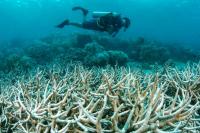 Marine Heatwaves Hampering Coral Reef Recovery, Study Finds