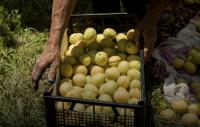 Armenia’s Exports and Agriculture Decline in Tandem