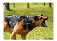 Police arrest owner of dogs which attacked telecom technician in Edo 