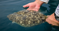 North Carolina DEQ wants flounder donations for research
