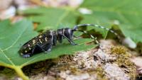 USDA urges South Carolina residents to check maples now for tree-killing Asian longhorned beetle