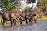 Selous: Tanzania’s Wild Heart Takes Centre Stage