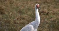 For children: Why the Siberian crane that used to spend every winter in Bharatpur stopped visiting