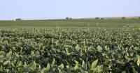 Nebraska Extension launches real-time crop scouting program