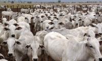 MEP: Total Brazil beef ban ‘confirmed’ by EU health chief’s office