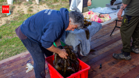 New Zealand opens five marine reserves with groundbreaking Maori co-management model to protect Otago’s coastal ecosystems