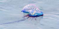 Urgent beach warnings after dangerous Portuguese man o’ war wash ashore