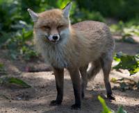 New York Issues Rabies Warning After Fox Bites Visitor