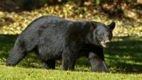 MS wildlife commission briefed on bears, hunting season possibility