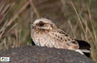 Meet Paraguay’s Yvyja’u Moroti: Master Of Camouflage, Ghost Of The Grasslands