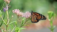 September parks programs offer hikes, trains, butterflies and music