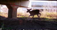 Oh deer! Wildlife study identifies Missouri roads in need of animal crossings
