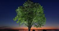 A new generation of elm trees could be equipped to beat the disease that killed the parents