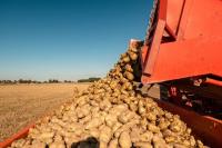 Iraq imported $52.4M in potatoes in 2025: Expert urges supply chain reforms