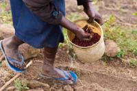 Africa tobacco growing increases despite global decline