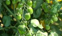 Made in New Jersey: The science behind New Jersey's world-famous tomatoes