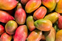 Peruvian mango prepares for a future marked by innovation, quality, and sustainability