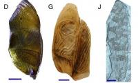 Listen to the sound of the Jurassic: Scientists recreate the eerie calls that echoed through forests 165 million years ago