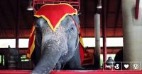 Hungary Announces Wild Animal Circus Ban