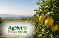 California Citrus Pushes for Relief from Argentine Lemon Imports