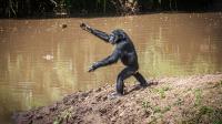 Cricket-loving Monkeys seen 'bowling' rocks at the same trees for more than a decade