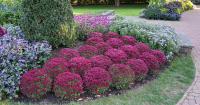 Gardening-Specialty Mums