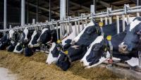 Farmers warned of increased risk of mycotoxin in silage after drought