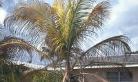 Farmers and residents of Grand Bay invited to lethal yellowing disease meeting