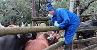DAVID WOLPERT | Why Australia exported 54 times more beef than SA last year