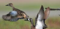 Iowa hunters have a shot at rabbits, squirrels, doves and ducks starting this week